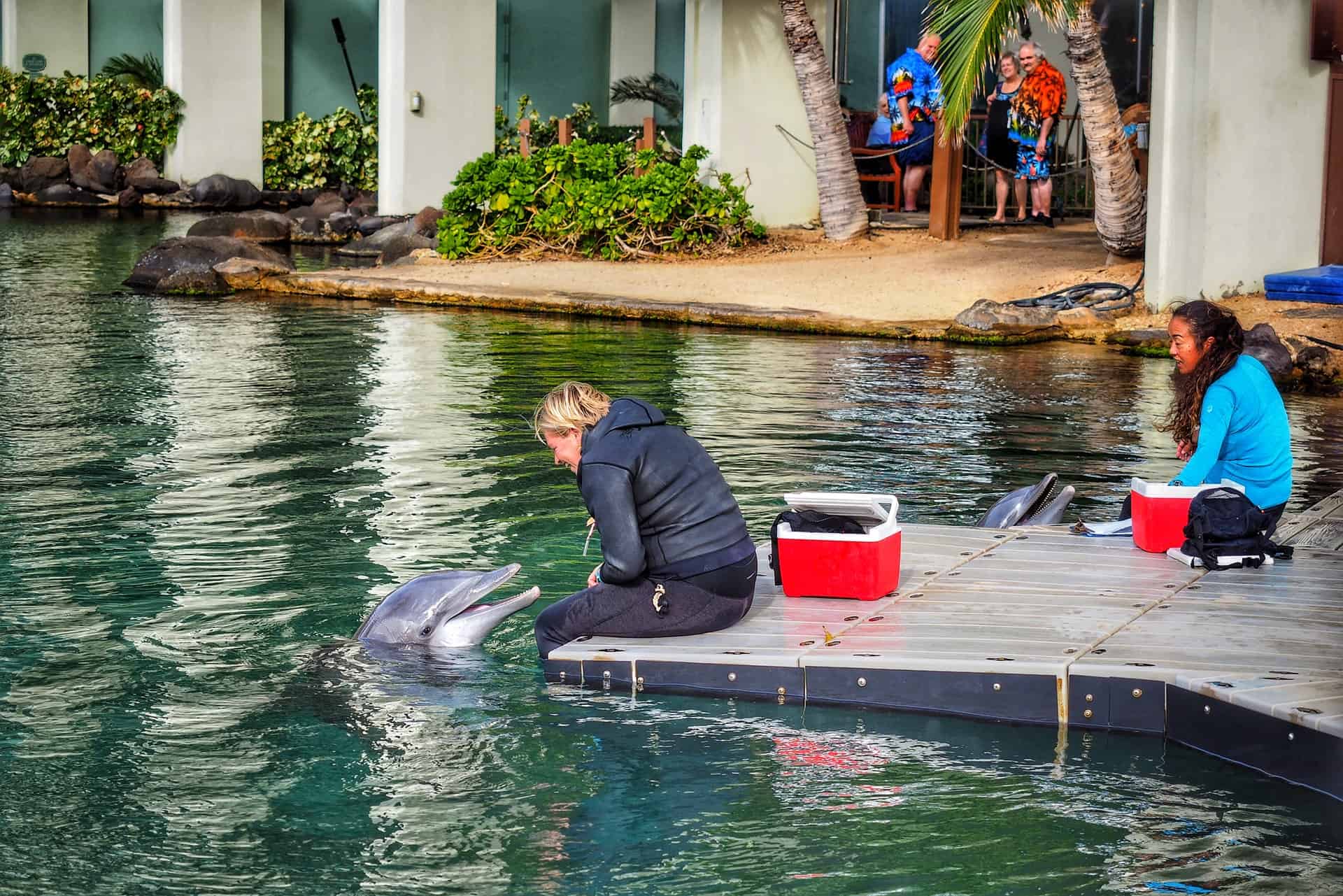 Un nuevo estudio sostiene que los delfines tienen rasgos de personalidad similares a los humanos