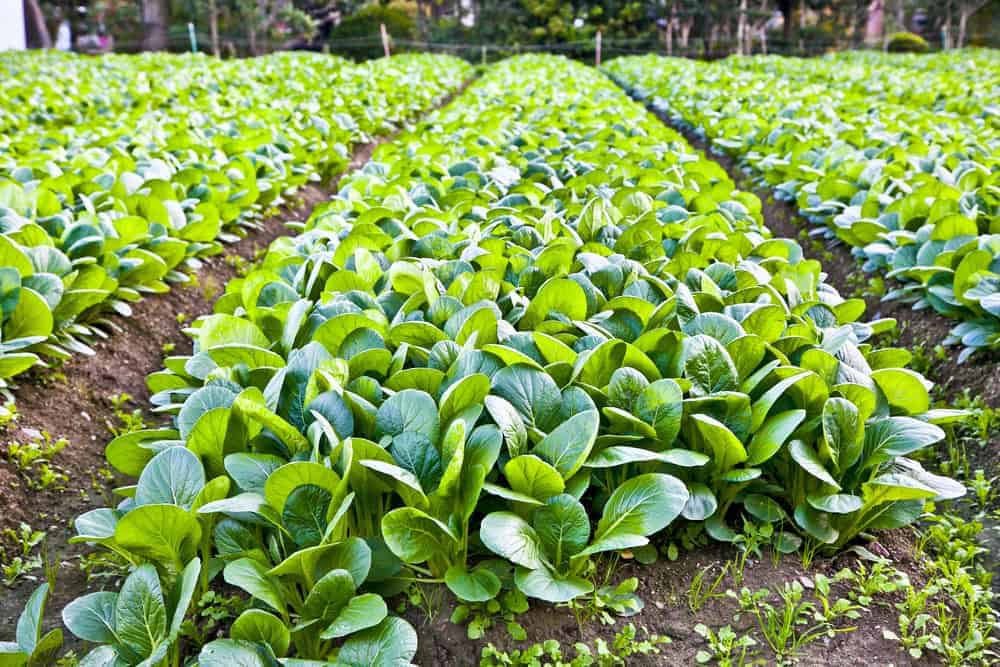 Científicos logran comunicarse con plantas de espinaca enseñándoles a enviar emails