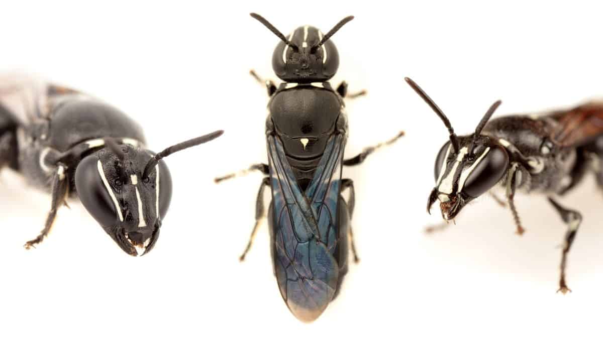 Pharohylaeus lactiferus