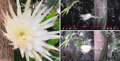 [VIDEO] Una 'flor de luna' floreció por primera vez en Inglaterra y el evento fue seguido por personas alrededor del mundo por Youtube