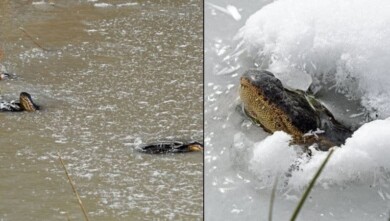 David Arbour/ Oklahoma Department of Wildlife