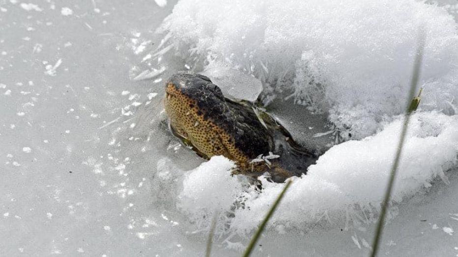 David Arbour/ Oklahoma Department of Wildlife