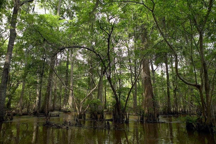 IKEA ha comprado 4.380 hectáreas de terreno forestal en el sureste de Georgia en un claro ejemplo de su compromiso con la sustentabilidad