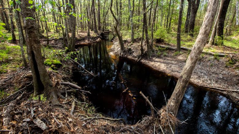 La compañía sueca Ikea compró alrededor de 4.000 hectáreas de bosque para protegerlas en términos de desarrollo