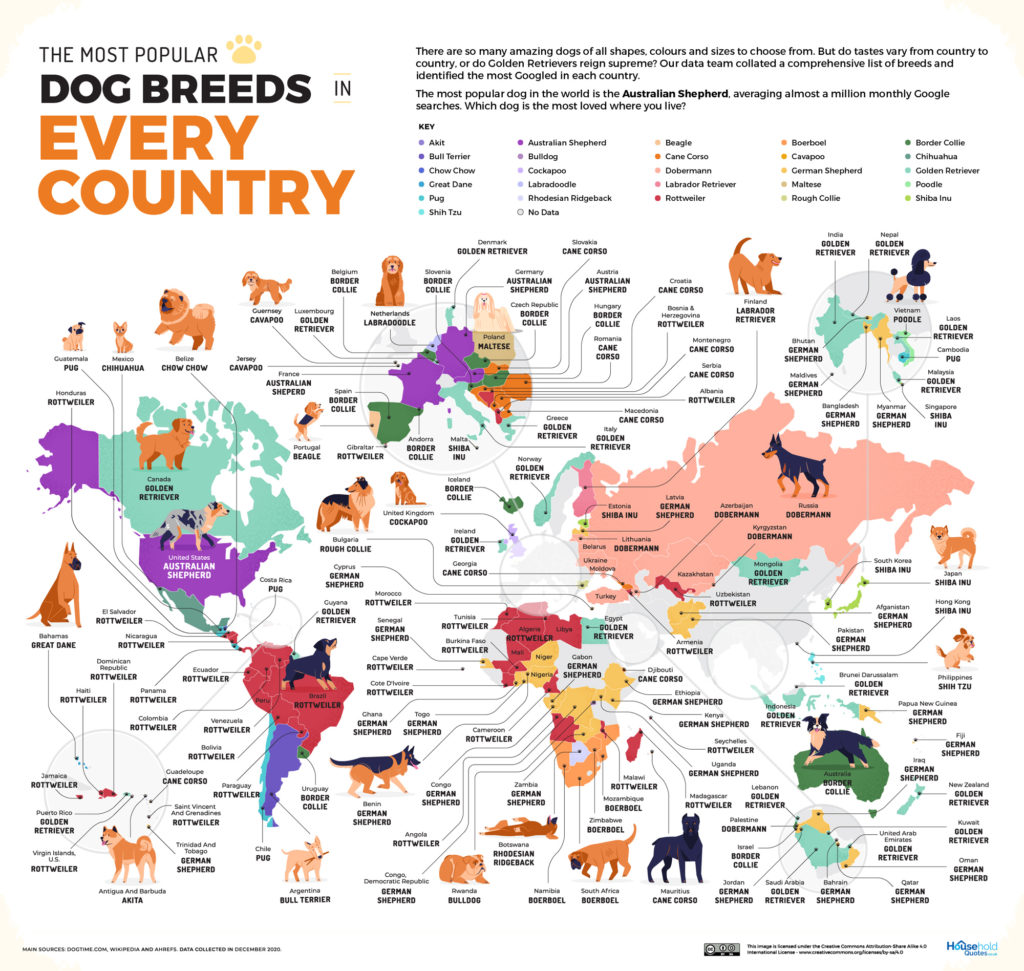 raza de perros