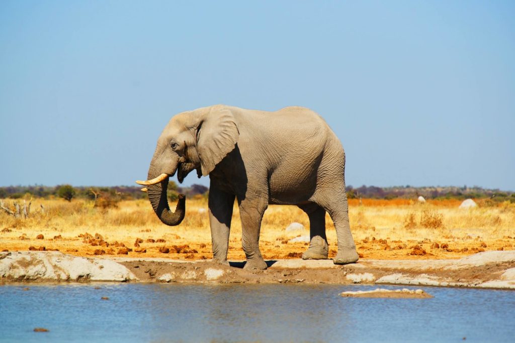 image lugares para visitar en Botswana jager dQ8 qRAoZ6U unsplash 1