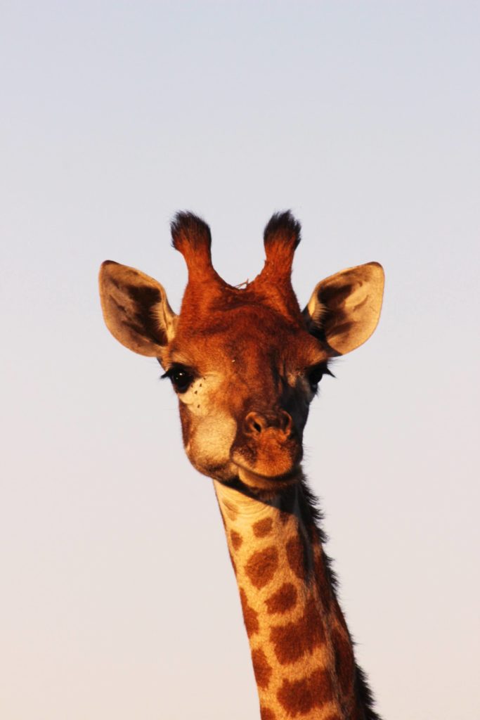 image lugares para visitar en Botswana jessica bateman Of 9Q0lGXVY unsplash 1