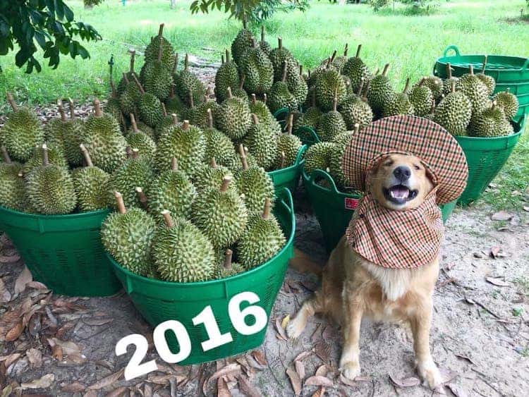 [Galería] Registran un feliz golden retriever amando su trabajo como recolector de frutas durian y las fotos son encantadoras