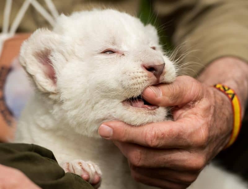 En España nació el primer león blanco sin enfermedades y ya fue presentado oficialmente