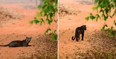 Logaron fotografiar a un impresionante leopardo negro en India