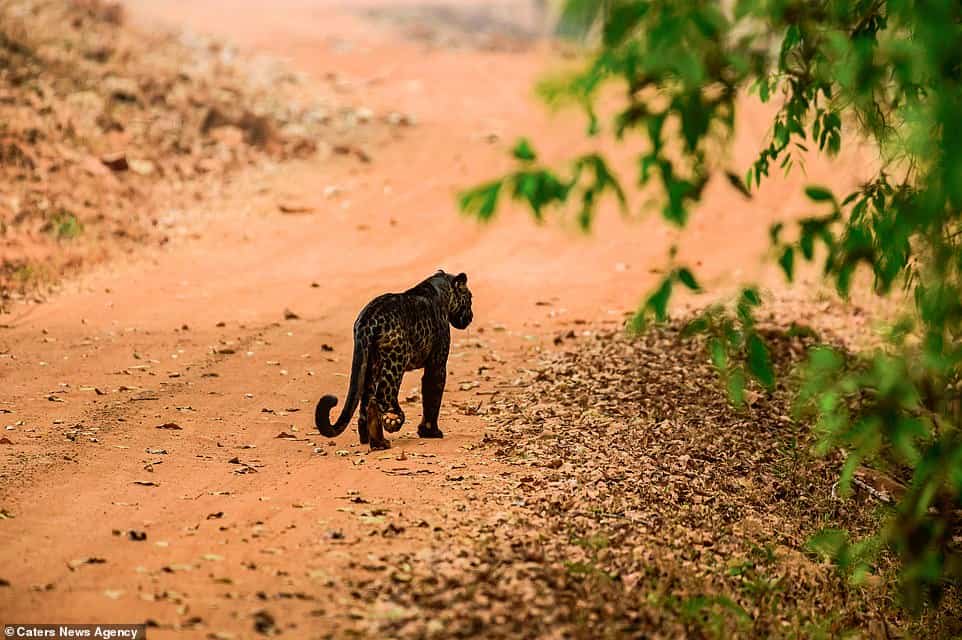 Logaron fotografiar a un impresionante leopardo negro en India