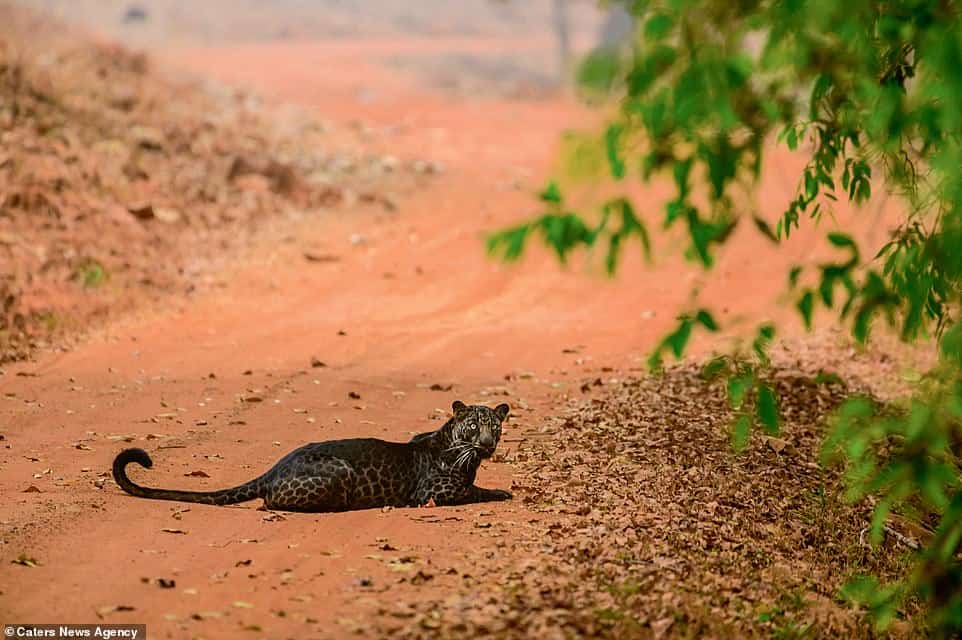 Logaron fotografiar a un impresionante leopardo negro en India