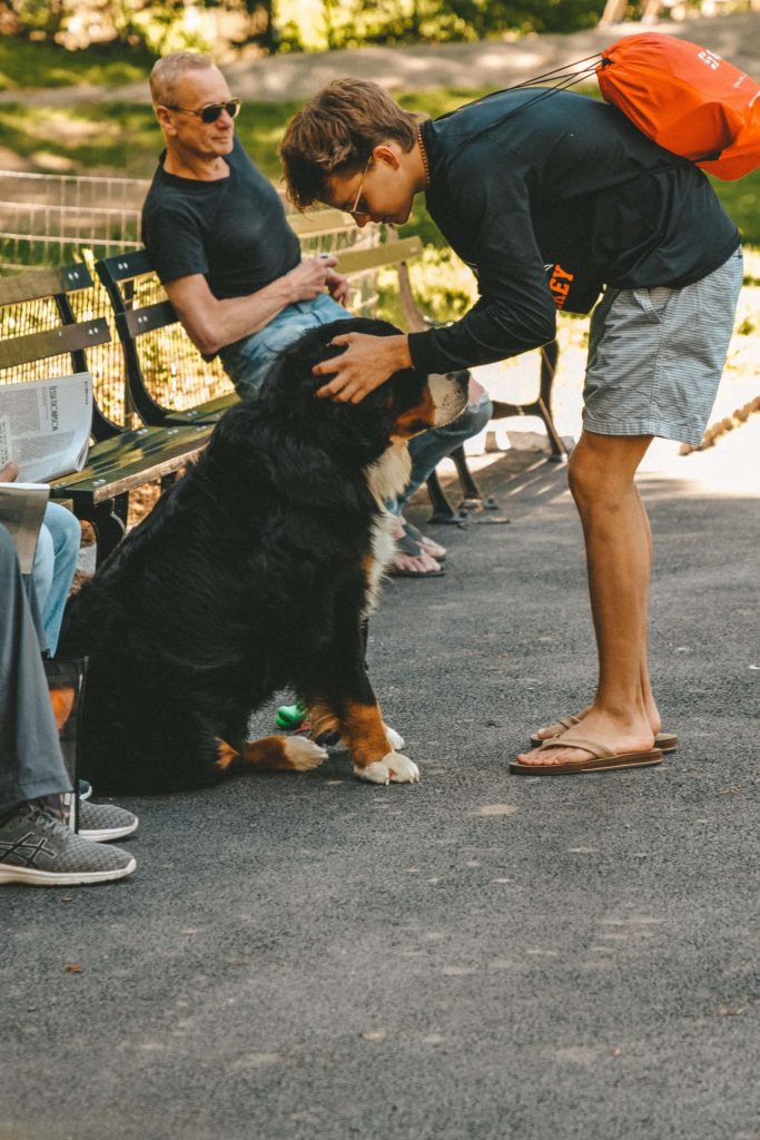 image ciudades para visitar con tu mascota liubov ilchuk vhuklsVEwlc unsplash 1