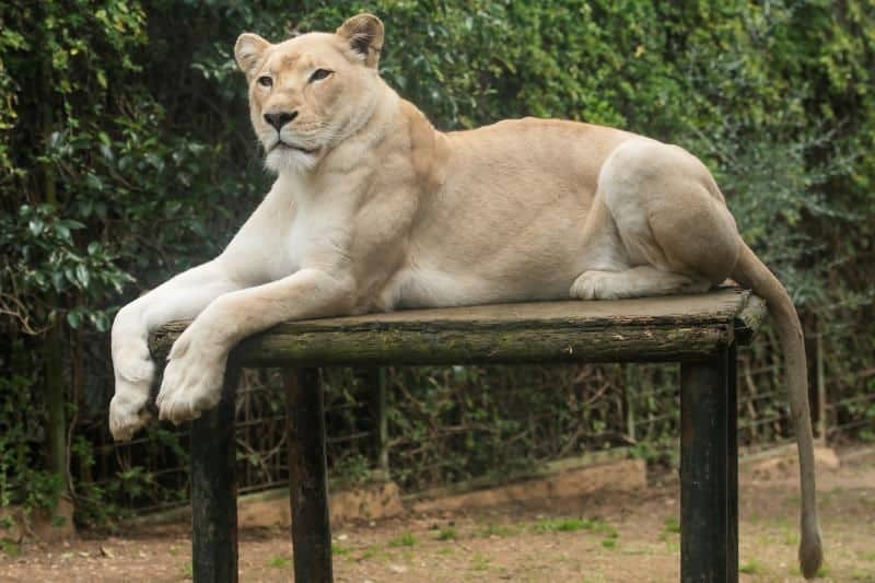 En España nació el primer león blanco sin enfermedades y ya fue presentado oficialmente