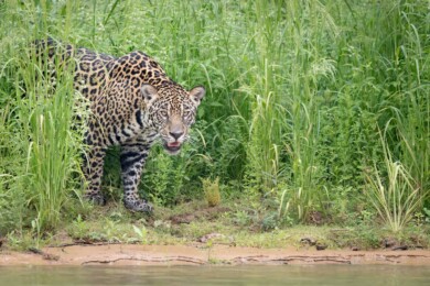 Close up of a jaguar (Panthera onca) alongside the Three Brothers river. Northern Pantanal, Brazil.