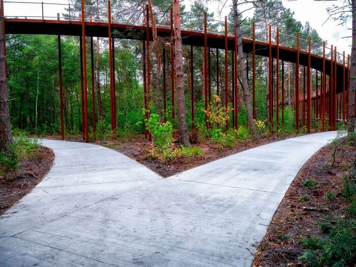 Ciclismo a través de los árboles