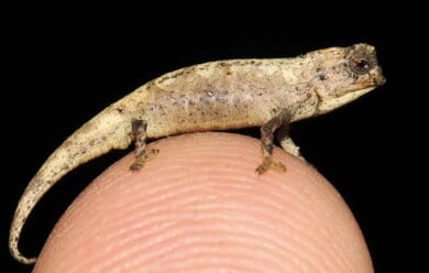 Descubrieron un nuevo camaleón en Madagascar y sería el reptil más pequeño del mundo