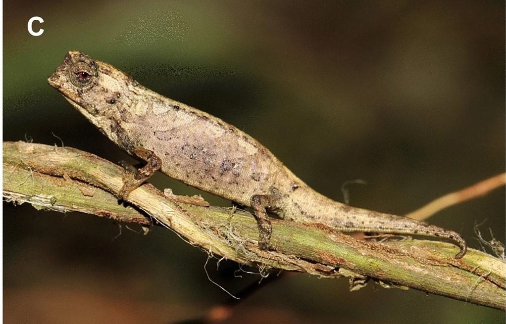 Descubrieron un nuevo camaleón en Madagascar y sería el reptil más pequeño del mundo