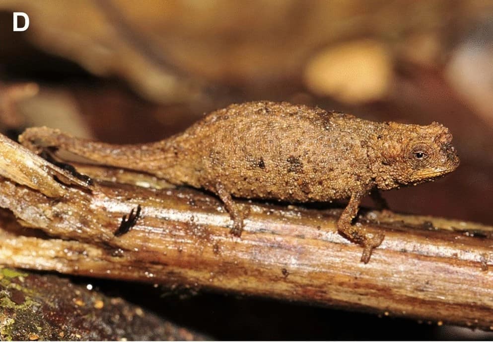 Descubrieron un nuevo camaleón en Madagascar y sería el reptil más pequeño del mundo