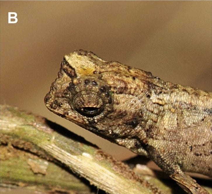 Descubrieron un nuevo camaleón en Madagascar y sería el reptil más pequeño del mundo