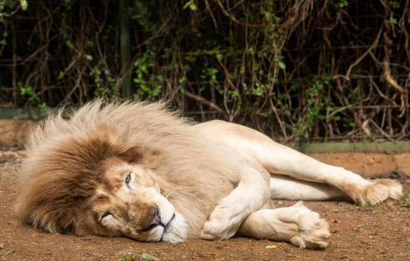 En España nació el primer león blanco sin enfermedades y ya fue presentado oficialmente