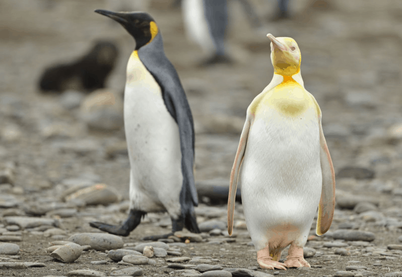 pingüino amarillo