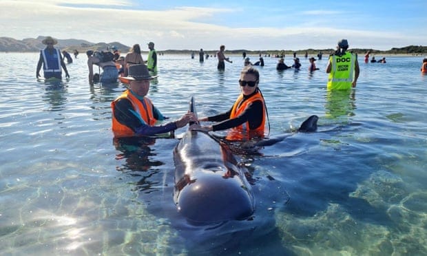 Logran rescatar a decenas de ballenas que habían quedado varadas en una playa de Nueva Zelanda