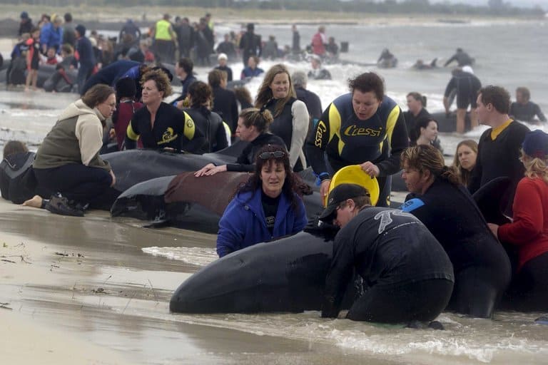 Logran rescatar a decenas de ballenas que habían quedado varadas en una playa de Nueva Zelanda