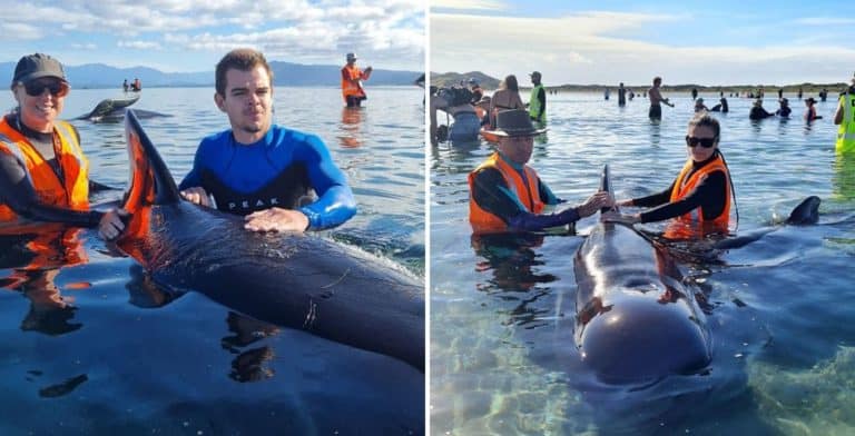 Logran rescatar a decenas de ballenas que habían quedado varadas en una playa de Nueva Zelanda