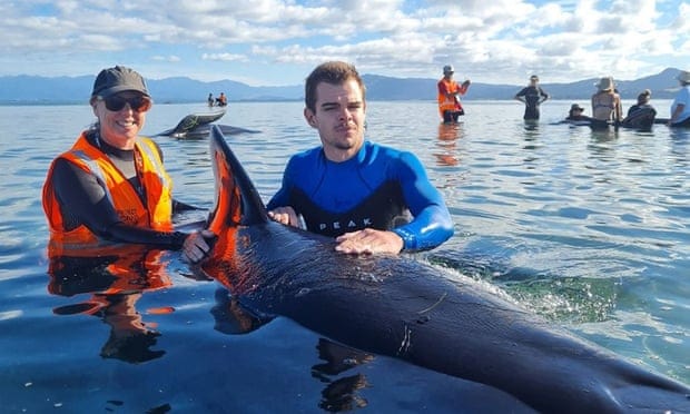 Logran rescatar a decenas de ballenas que habían quedado varadas en una playa de Nueva Zelanda