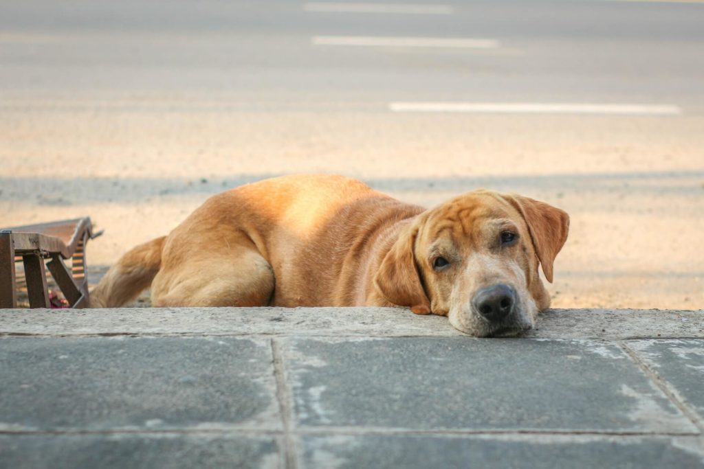 image ciudades para visitar con tu mascota senshiro sama cdSbYHoaH38 unsplash 1