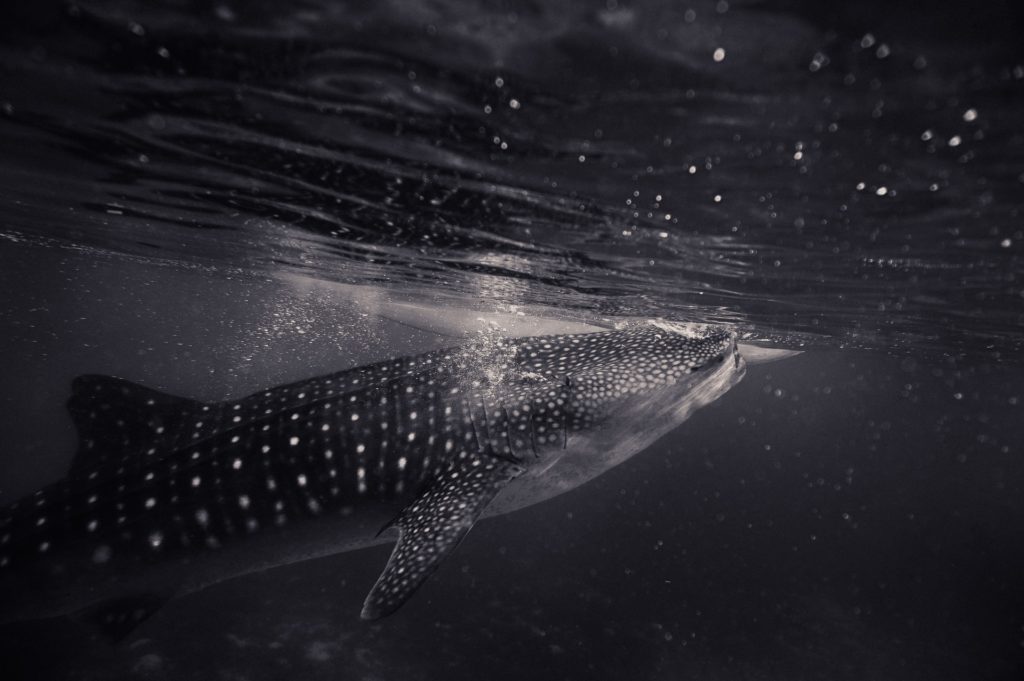 Los tiburones ballena podrían salvarse de la extinción con la ayuda de la tecnología de la NASA