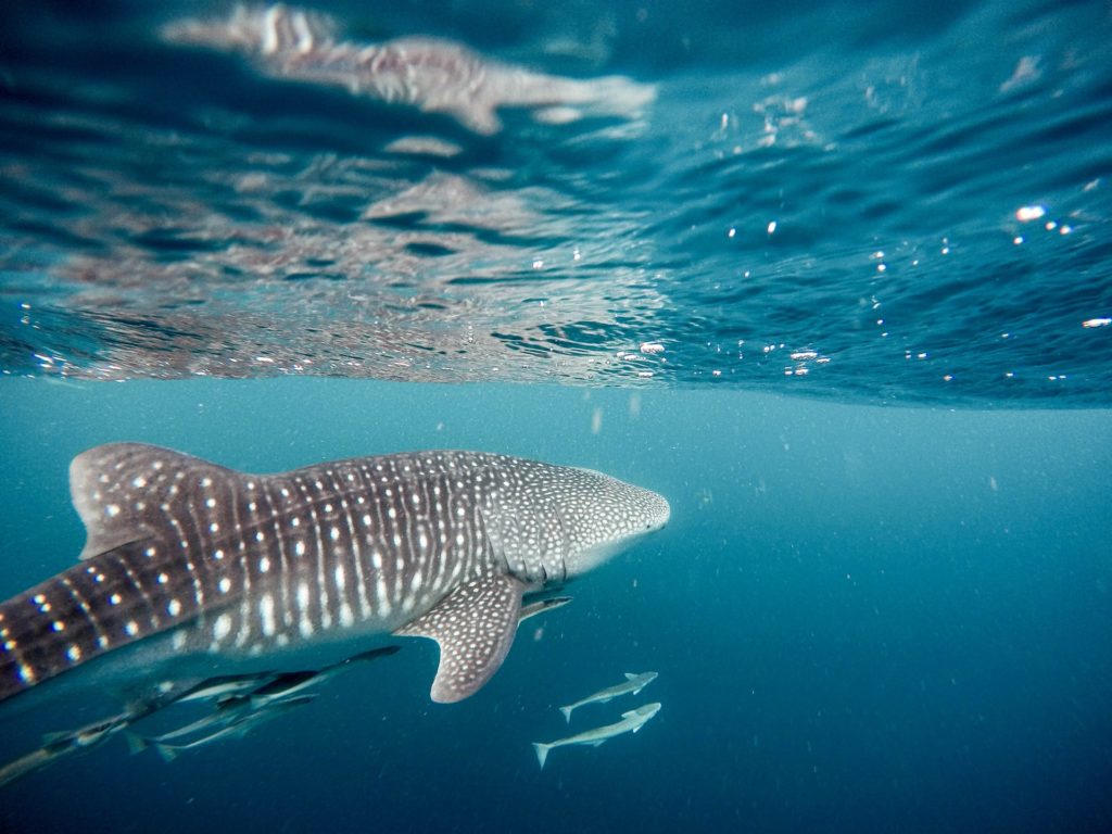 Los tiburones ballena podrían salvarse de la extinción con la ayuda de la tecnología de la NASA