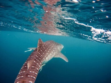 Los tiburones ballena podrían salvarse de la extinción con la ayuda de la tecnología de la NASA