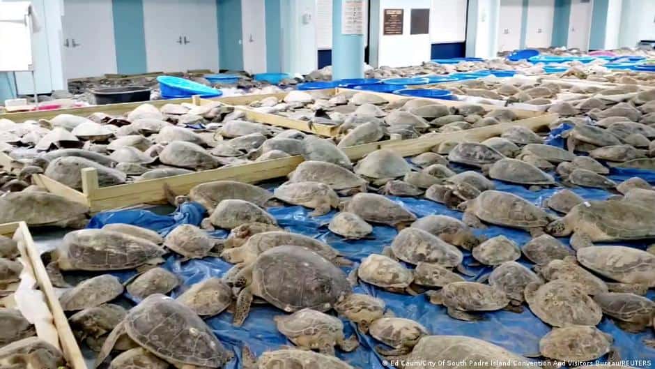 Miles de tortugas marinas fueron rescatadas en Texas debido a la fuerte ola de frío