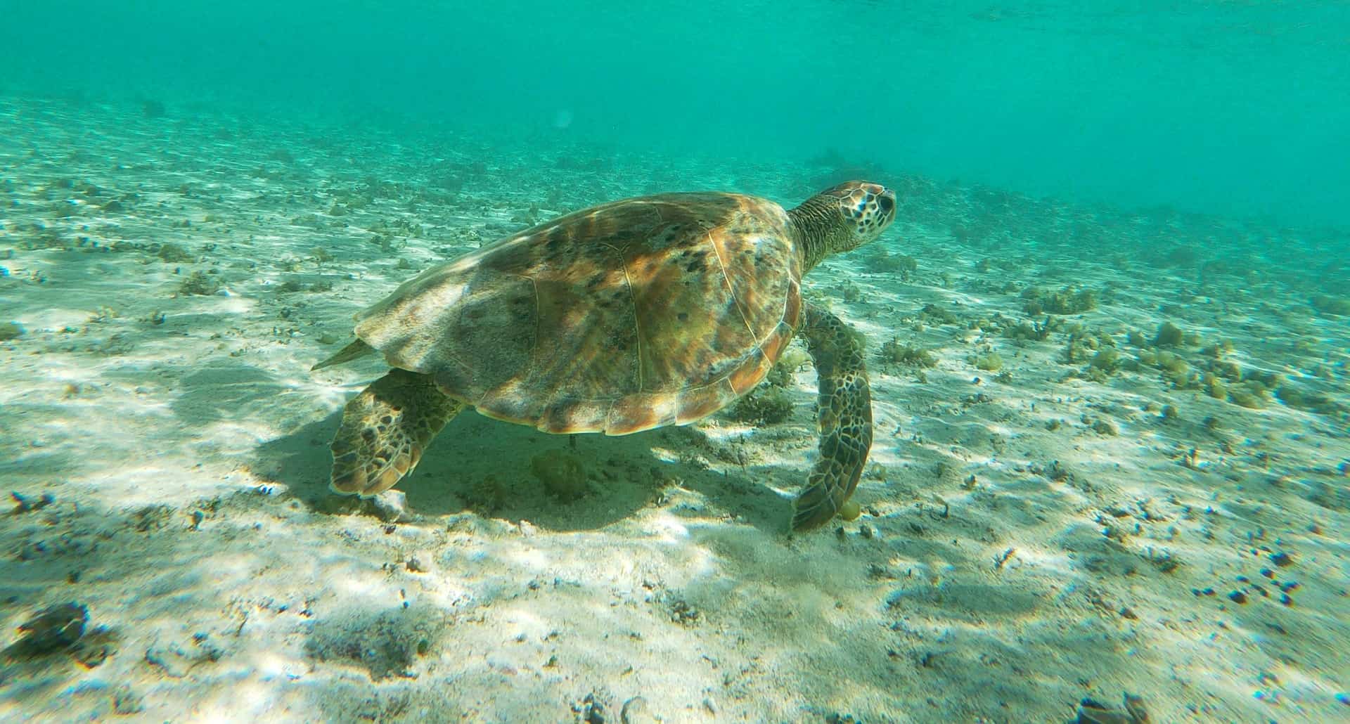 Alrededor de 5.000 tortugas marinas fueron rescatadas en Texas debido a la fuerte ola de frío