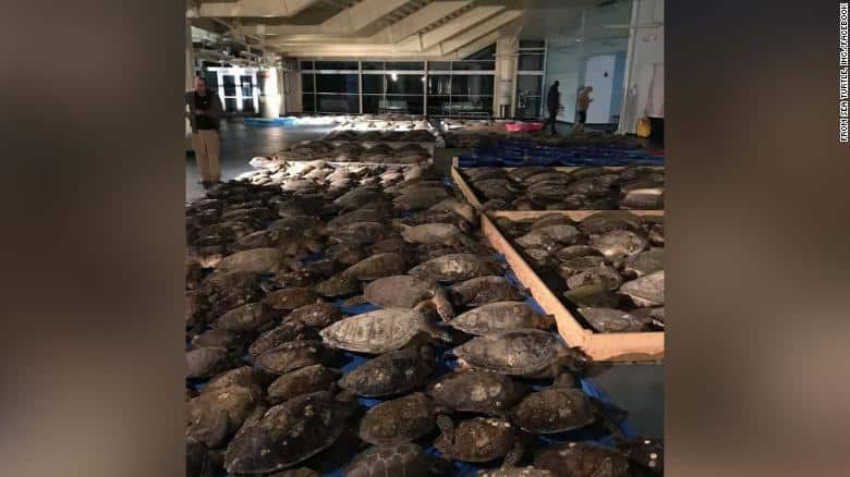 Miles de tortugas marinas fueron rescatadas en Texas debido a la fuerte ola de frío