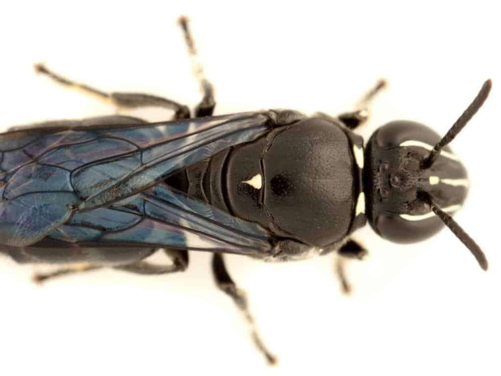 Pharohylaeus lactiferus