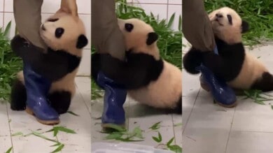 video viral oso panda cuidador