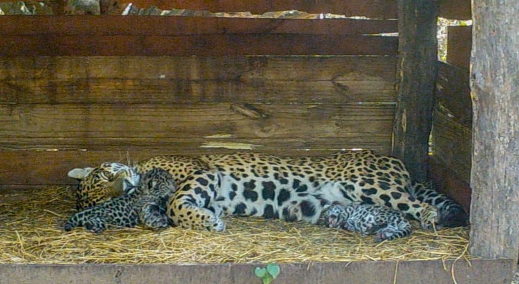 Argentina: Nacieron dos cachorros de yaguareté, fruto de la unión de Qaramta y Tania, y traen esperanzas para la recuperación de la especie en el Chaco