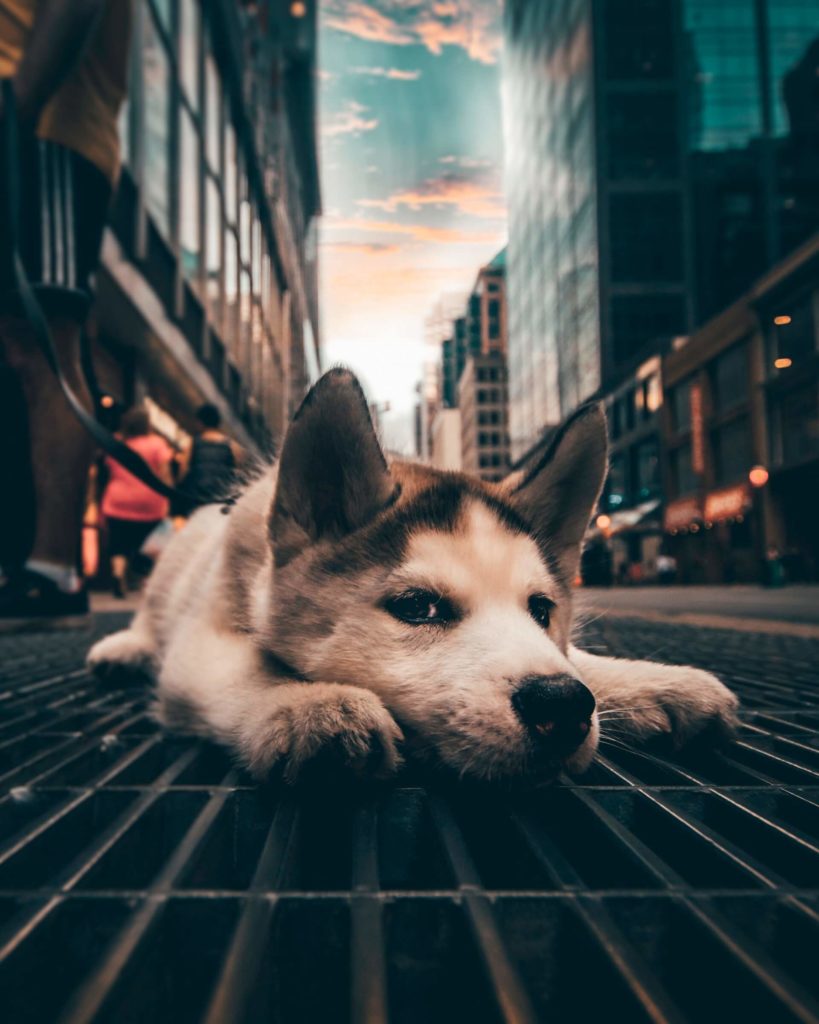 image ciudades para visitar con tu mascota yeshi kangrang ynuqoz2pST0 unsplash 1