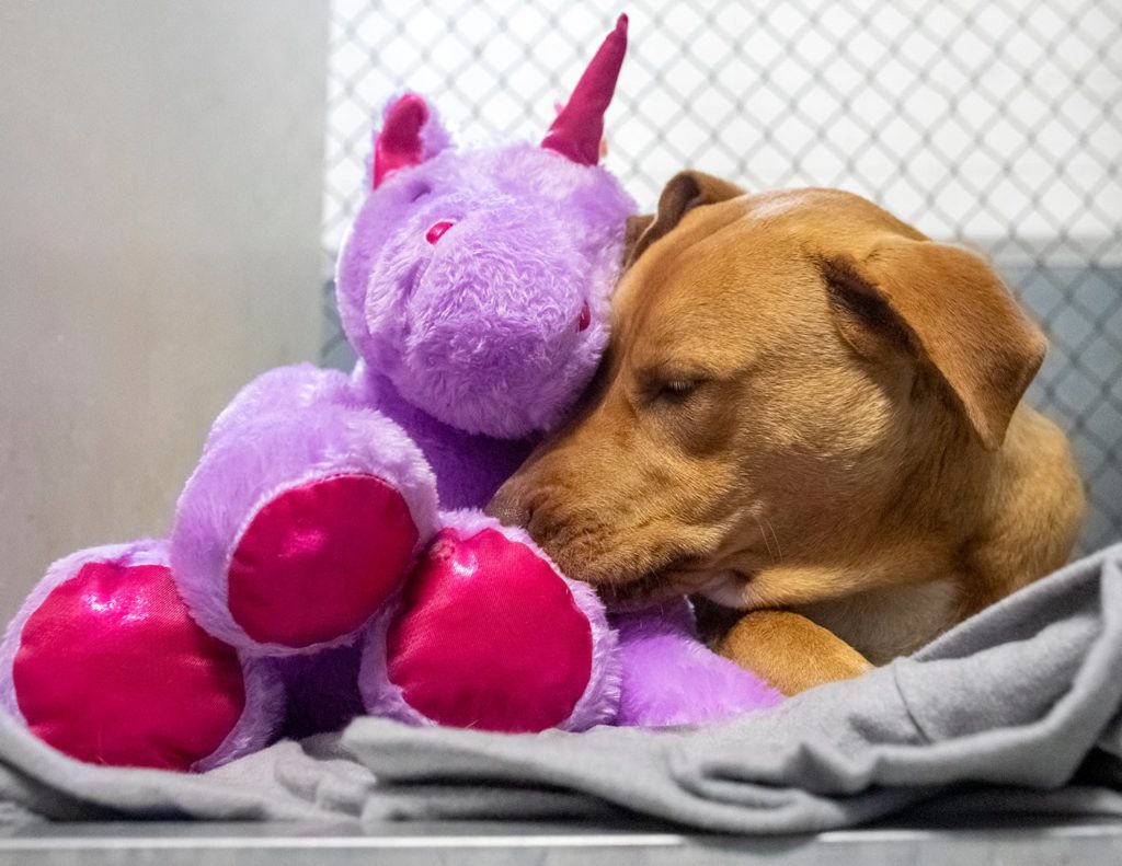 se robó cinco veces un unicornio de peluche