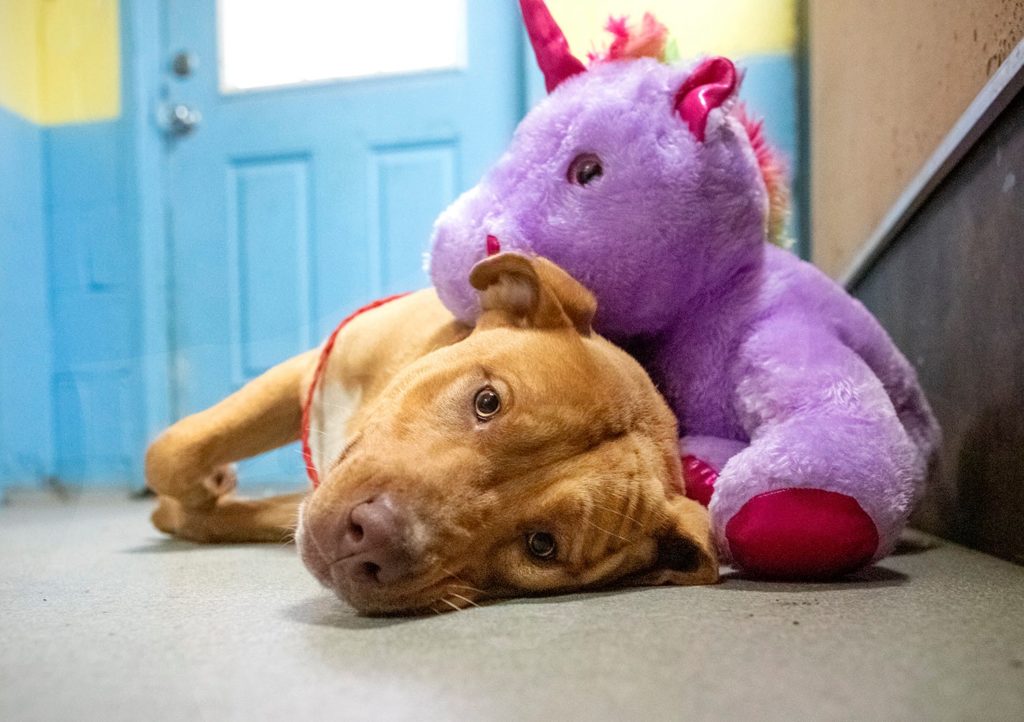 se robó cinco veces un unicornio de peluche