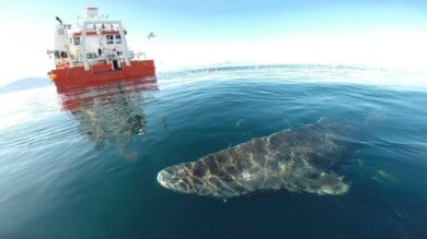 tiburón vivo más viejo del mundo