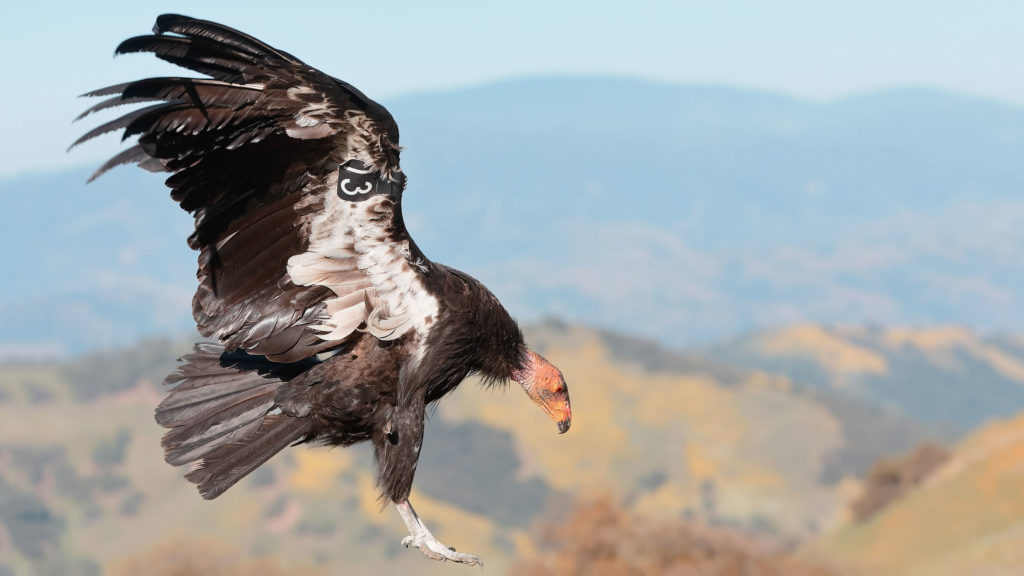 El cóndor de California, considerado como especie en peligro de extinción, está siendo reintroducido al Parque Nacional Redwood por primera vez en 100 años