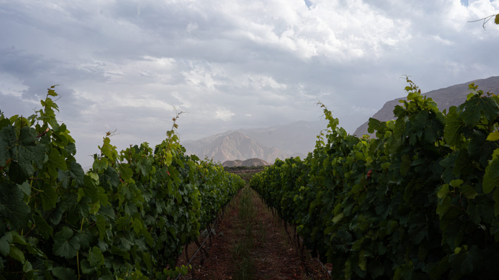 image Cafayate DSC01224