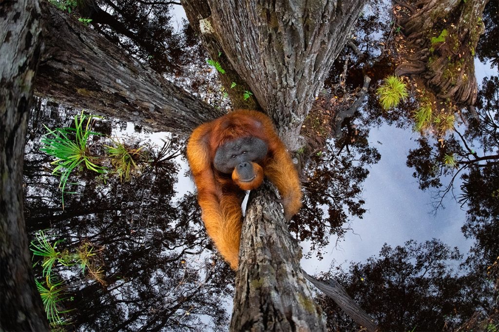 Estas son las fotos ganadoras de los World Nature Photography Awards 2020, un año donde la naturaleza encontró su máximo esplendor