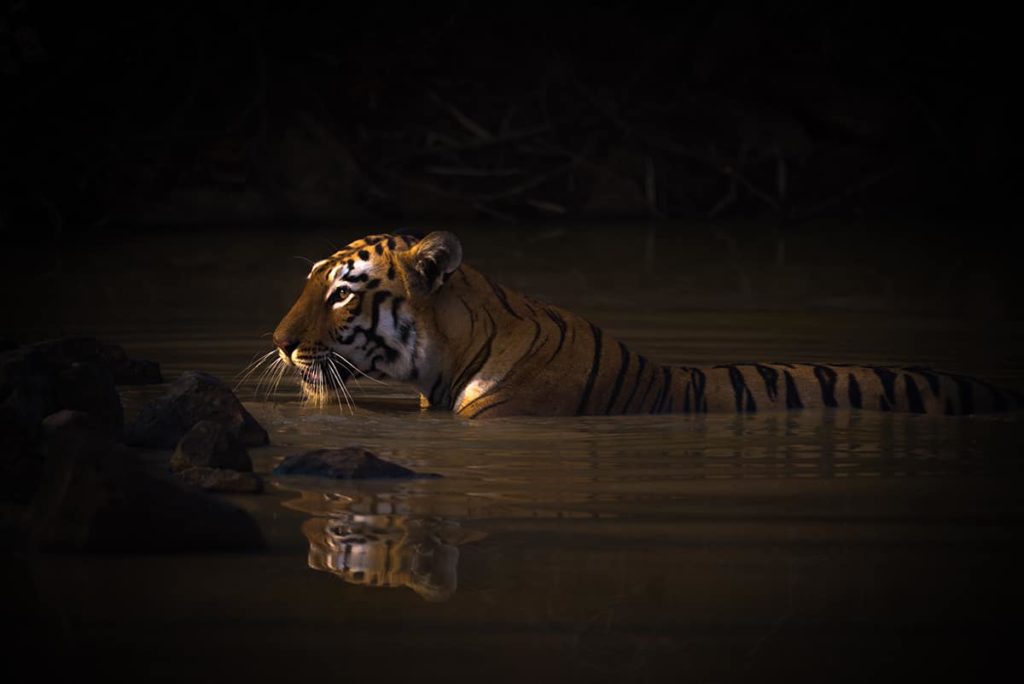 image World Nature Photography Awards 2020 Estas son las fotos ganadoras de los World Nature Photography Awards 2020 un ano donde la naturaleza encontro su maximo esplendor