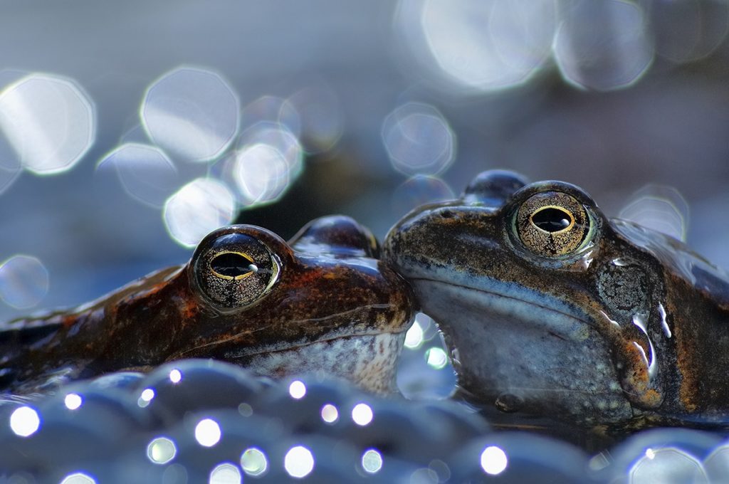 image World Nature Photography Awards 2020 Estas son las fotos ganadoras de los World Nature Photography Awards 2020 un ano donde la naturaleza encontro su maximo esplendor 11