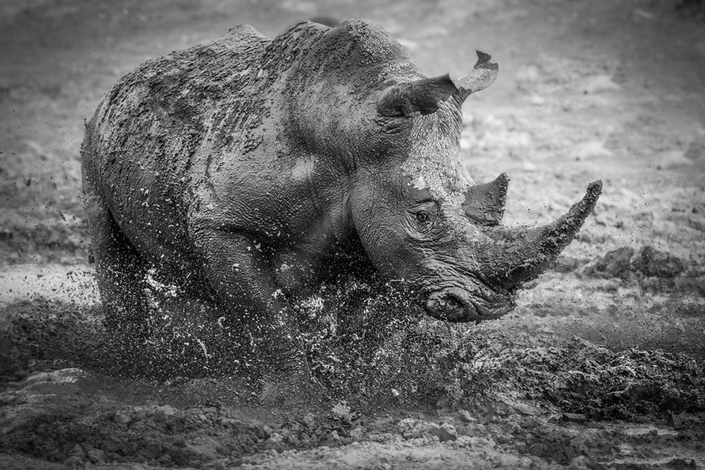 image World Nature Photography Awards 2020 Estas son las fotos ganadoras de los World Nature Photography Awards 2020 un ano donde la naturaleza encontro su maximo esplendor 12